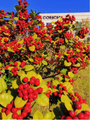 2025051023 海螺新材的秋日畫卷(1)(1)173 2025051023 海螺新材的秋日畫卷(1)(1)173